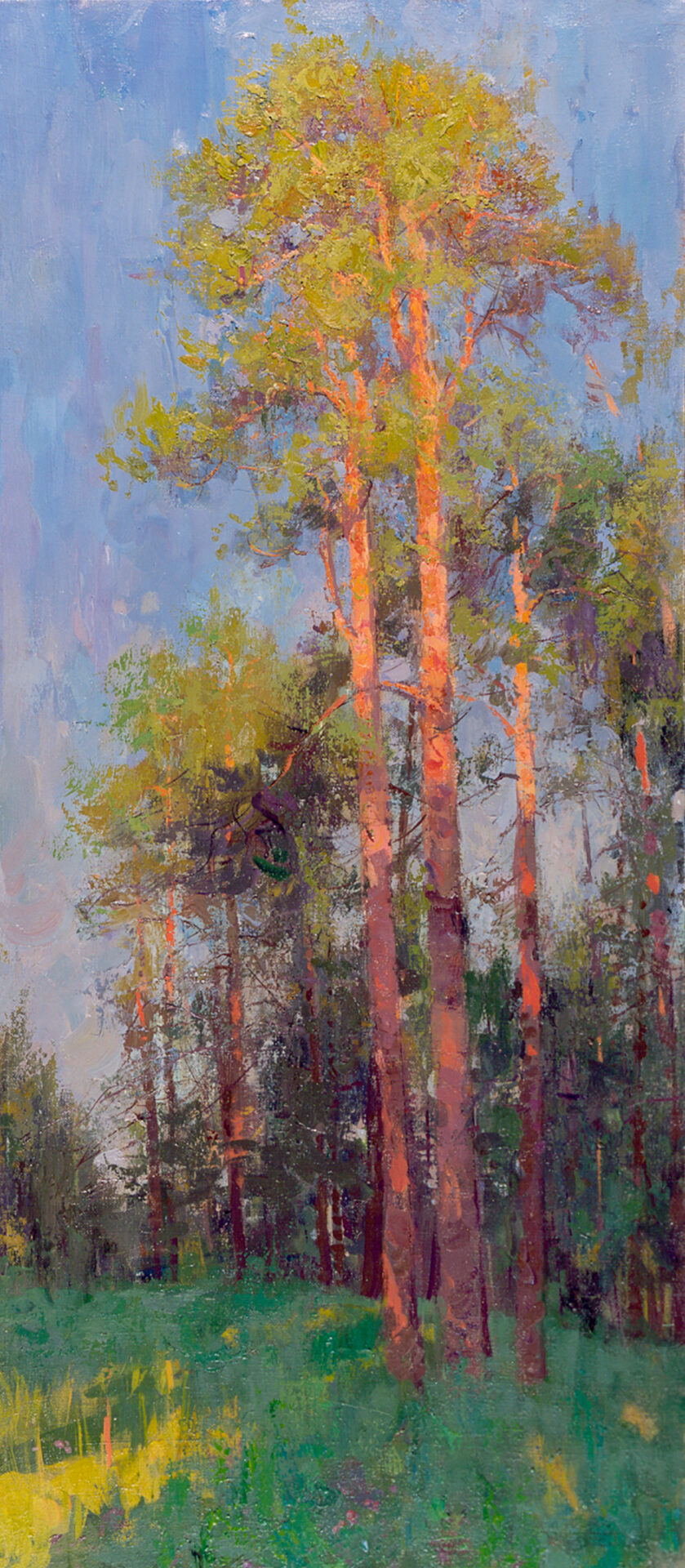 Pine trees